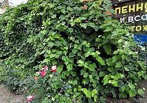 Thumb medium cf271256f3f3914d13b48060815af525