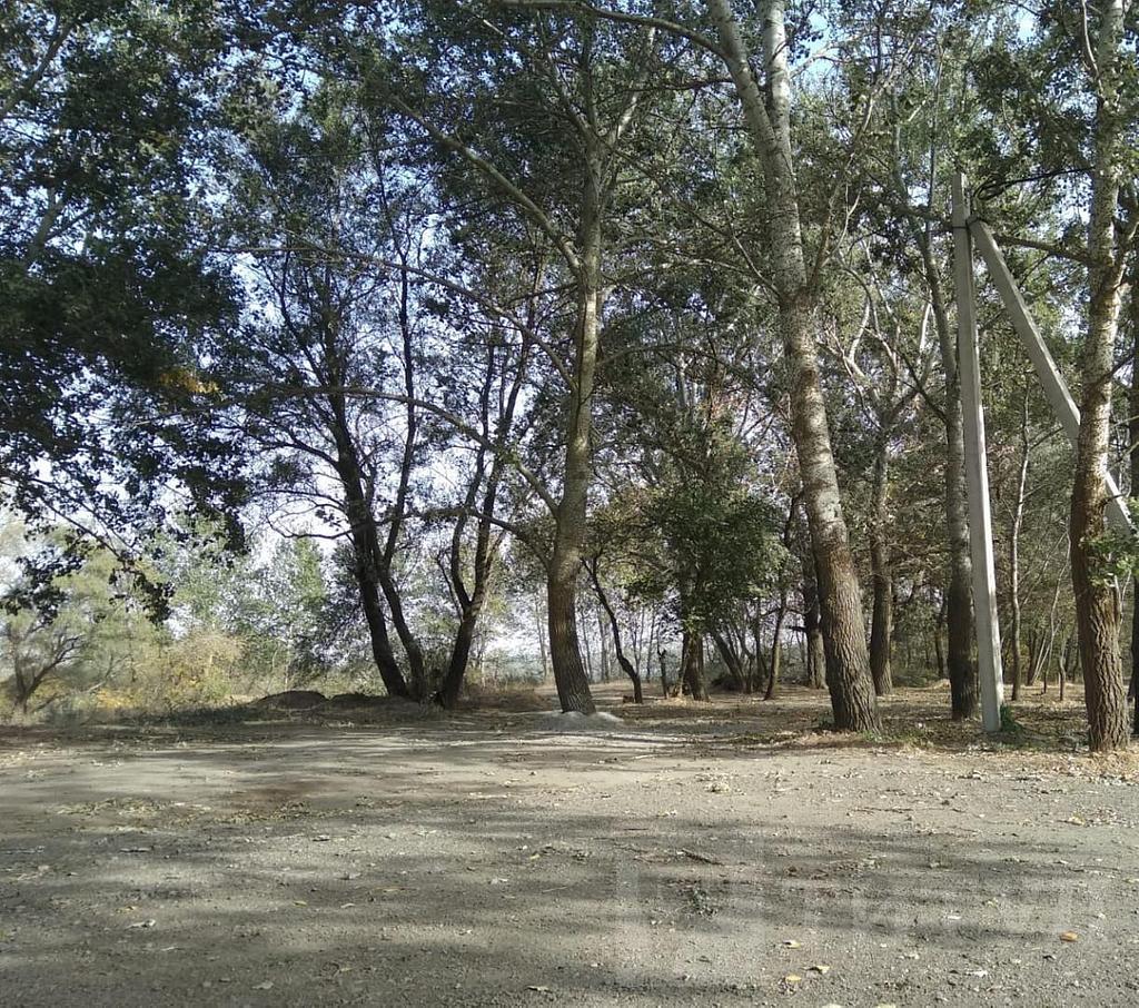 домрайон  Фото 8