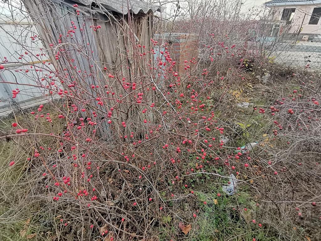 домрайон Фото 34