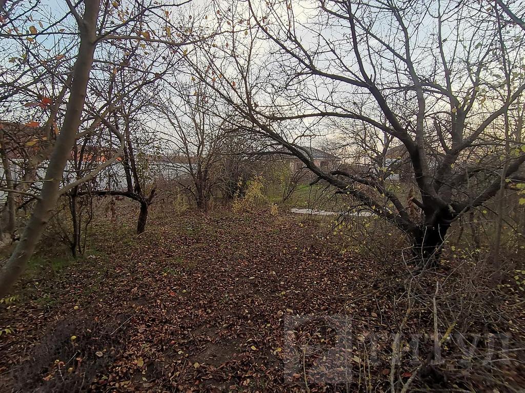 домрайон Фото 33