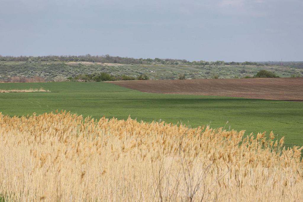 домрайон  Фото 6