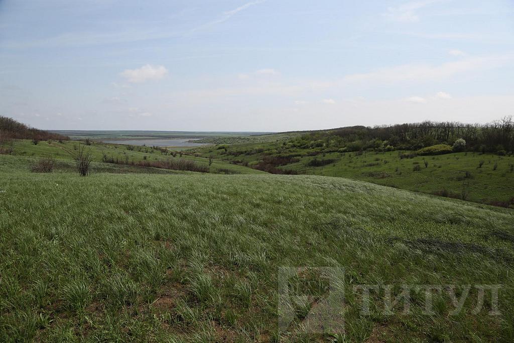 домрайон  Фото 5