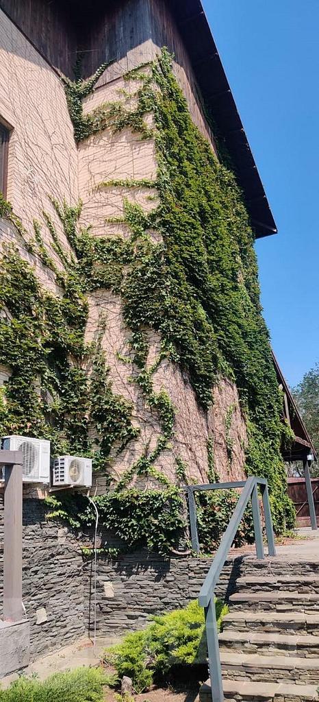 домрайон Фото 41