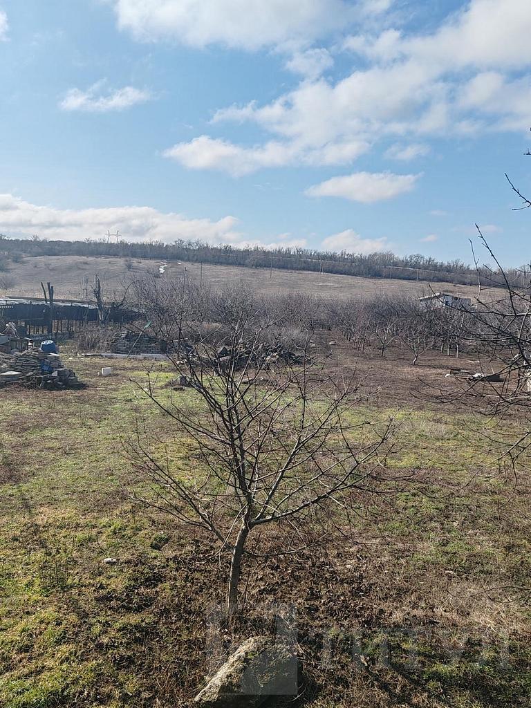 домрайон  Фото 2