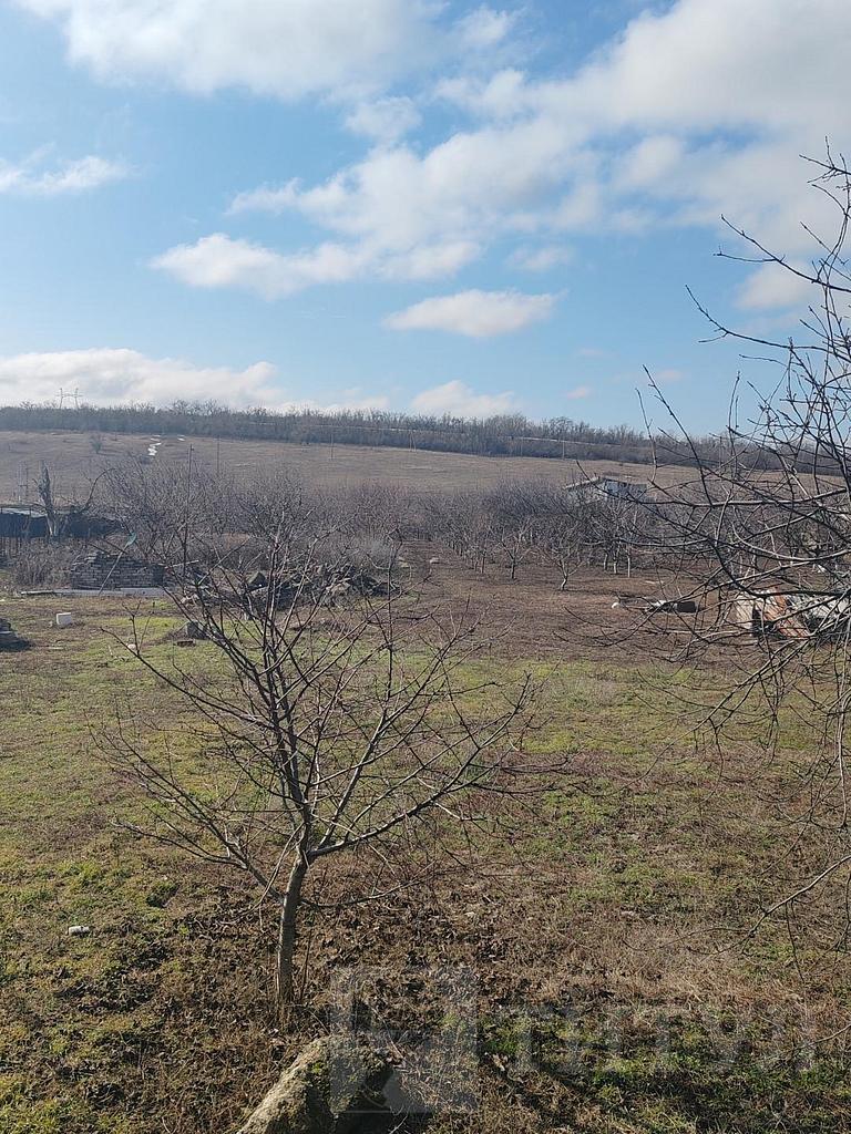 домрайон  Фото 4