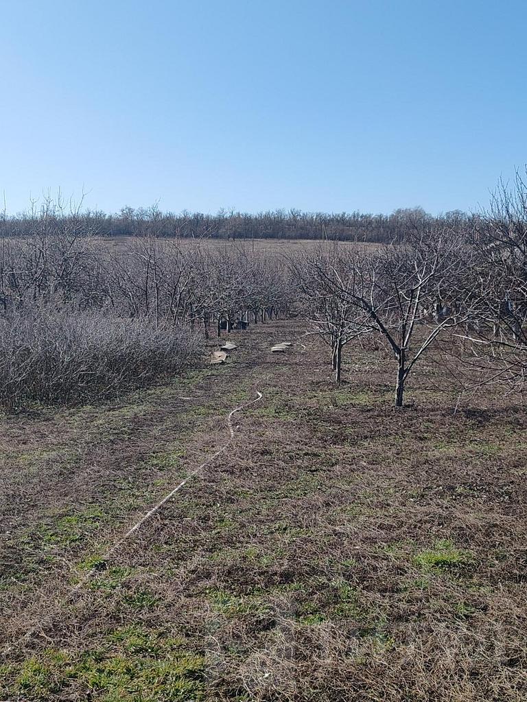 домрайон  Фото 7