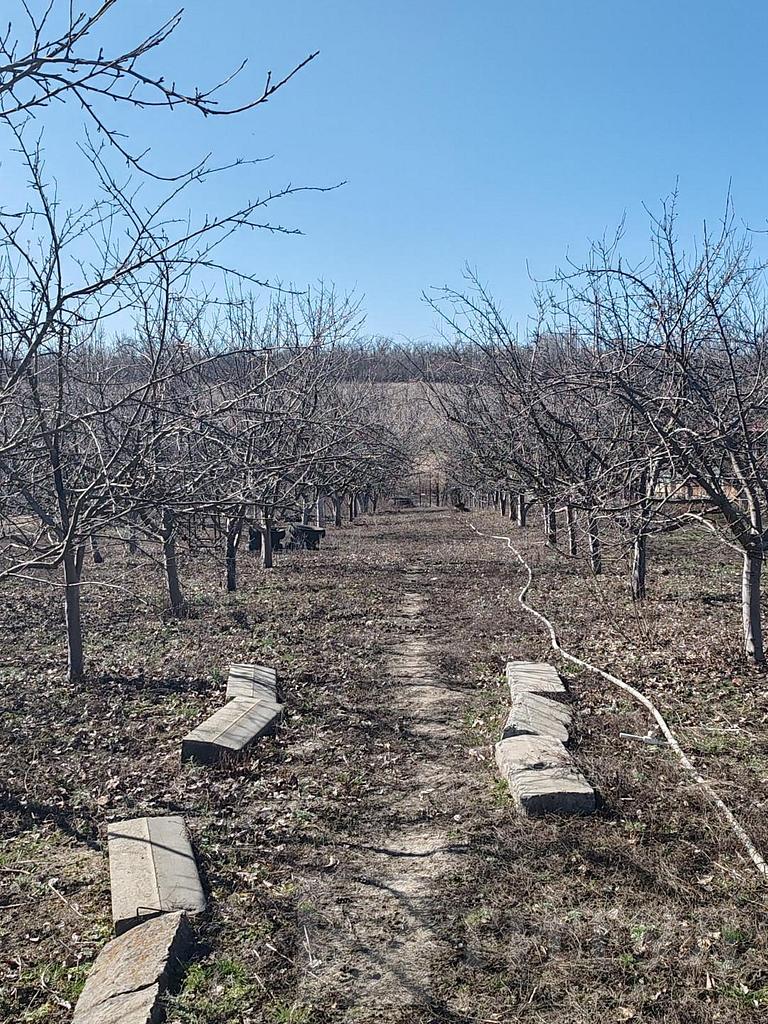 домрайон  Фото 6