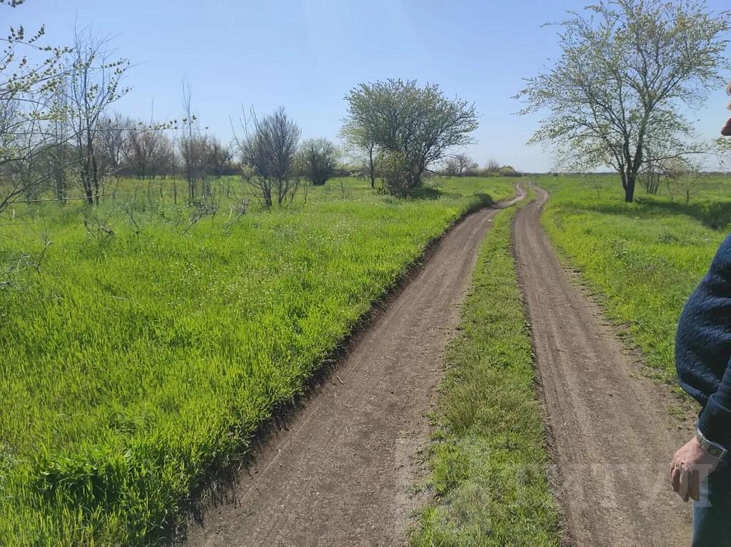 домрайон  Фото 3