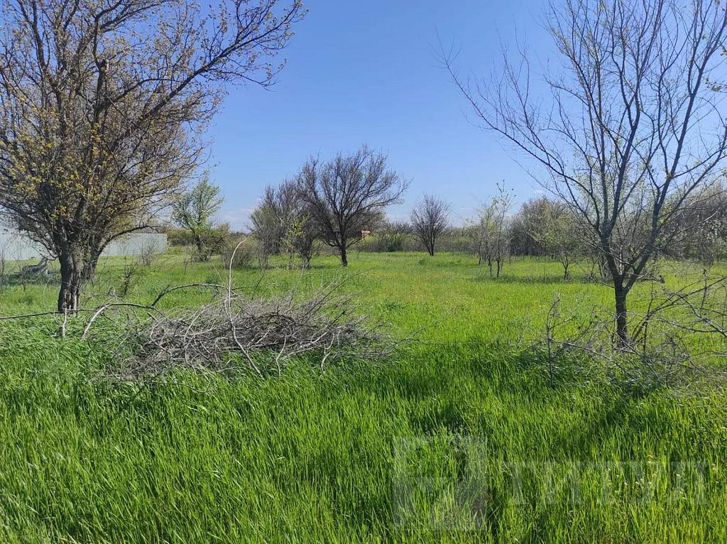 домрайон  Фото 1